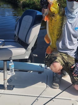 Peacock Bass Fishing in Wellington, Florida