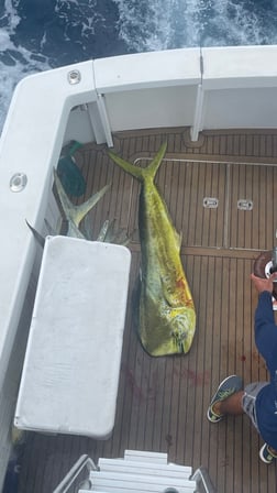 Mahi Mahi Fishing in San Juan, Puerto Rico