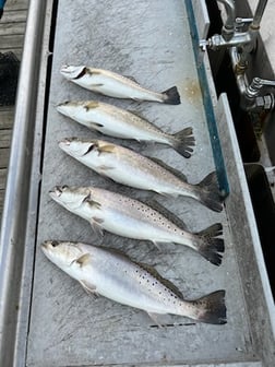 Speckled Trout Fishing in Galveston, Texas