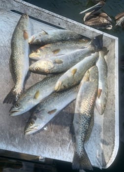 Speckled Trout Fishing in Bradenton, Florida