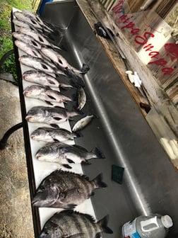 Speckled Trout / Spotted Seatrout Fishing in Biloxi, Mississippi, USA