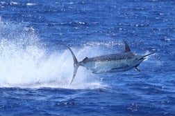 Fishing in Kailua-Kona, Hawaii