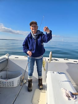 Perch Fishing in Lakeside Marblehead, Ohio