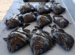 Sheepshead Fishing in Galveston, Texas