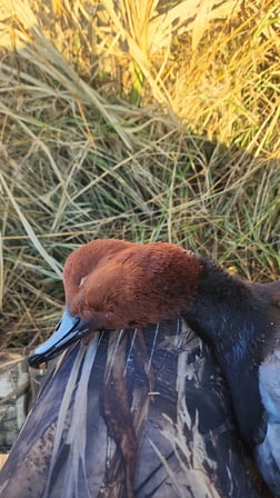 Redhead Hunting in Saint Marks, Florida