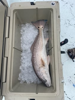 Redfish Fishing in Rockport, Texas