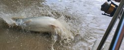 Alligator Gar fishing in Corsicana, Texas