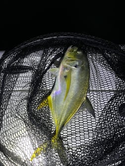 Jack Crevalle Fishing in Jupiter, Florida