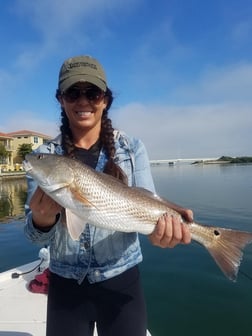 Redfish Fishing in Clearwater, Florida