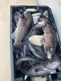 Black Seabass, Tautog Fishing in Montauk, New York