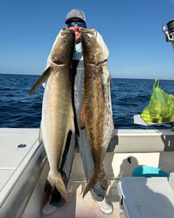 Cobia Fishing in Sarasota, Florida