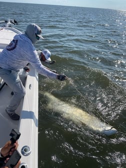 Tarpon Fishing in Galveston, Texas