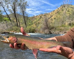 Rainbow Trout Fishing in Stockton, California