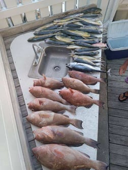 False Albacore, Mahi Mahi Fishing in Clearwater, Florida