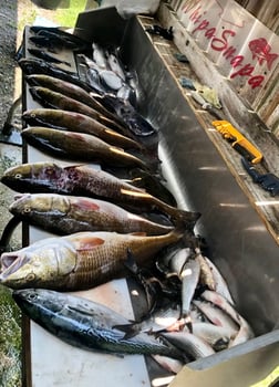 Black Drum Fishing in Biloxi, Mississippi, USA