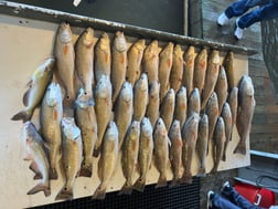 Black Drum, Redfish Fishing in Buras, Louisiana