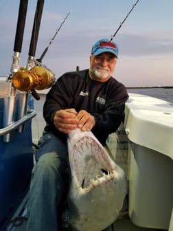 Thresher Shark Fishing in Freeport, New York, USA