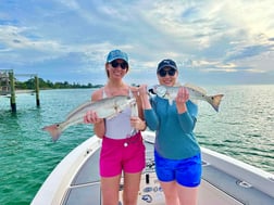 Blacktip Shark Fishing in Sarasota, Florida