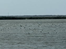 Fishing in South Padre Island, Texas