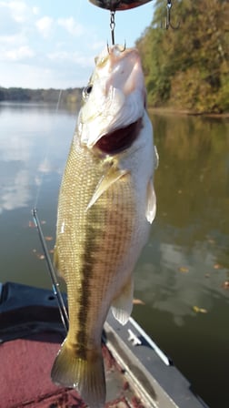 Striped Bass Fishing in Holmes Beach, Florida