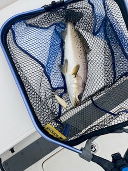 Black Drum Fishing in Jacksonville Beach, Florida