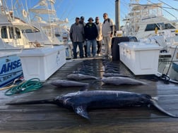 Black Seabass, Swordfish, Tilefish Fishing in Virginia Beach, Virginia