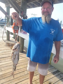 Sheepshead Fishing in Gulf Shores, Alabama