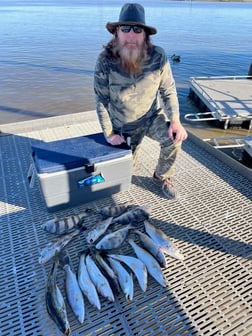 Speckled Trout / Spotted Seatrout Fishing in Galveston, Texas