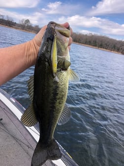 Largemouth Bass Fishing in Lake Fork, Texas