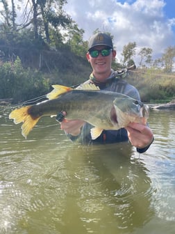 Smallmouth Buffalo Fishing in Austin, Texas