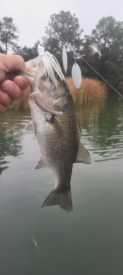 Fishing in Austin, Texas