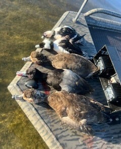 Bufflehead Hunting in Panama City, Florida