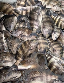 Sheepshead Fishing in Gulf Shores, Alabama