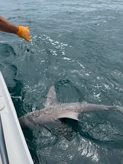 Bull Shark Fishing in Destin, Florida