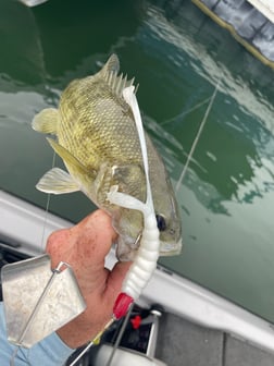 Largemouth Bass fishing in Central, Texas, USA