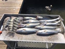 Sheepshead, Speckled Trout / Spotted Seatrout Fishing in Bradenton, Florida