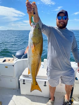 Redfish Fishing in Pensacola, Florida