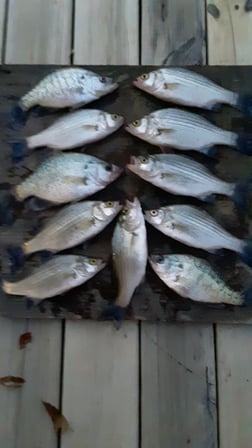 Striped Bass Fishing in Holmes Beach, Florida