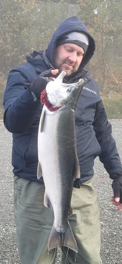 Coho Salmon Fishing in Montesano, Washington