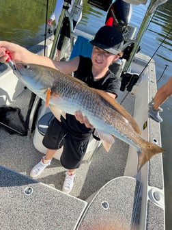 Mangrove Snapper fishing in Holmes Beach, Florida