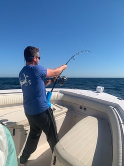 Yellowfin Tuna fishing in Chatham, Massachusetts