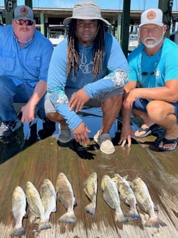 Sheepshead Fishing in Galveston, Texas