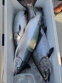 Chinook Salmon Fishing in Grand Haven, Michigan