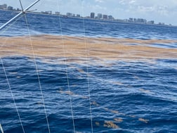 Black Marlin fishing in Fort Lauderdale, Florida