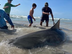 Tiger Shark fishing in Corpus Christi, Texas