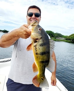 Clown Knifefish, Peacock Bass Fishing in Delray Beach, Florida