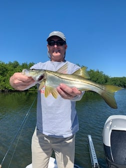 Snook Fishing in Clearwater, Florida