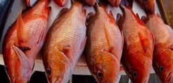 Red Snapper Fishing in Clearwater, Florida