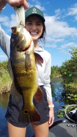 Peacock Bass Fishing in Fort Lauderdale, Florida