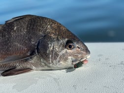 Redfish fishing in Oak Hill, Florida